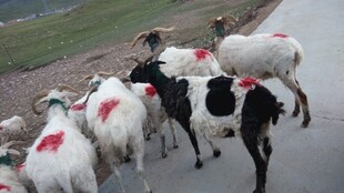 路上的带红标记羊群