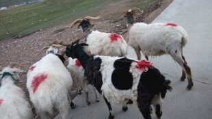 路上行走的带标记羊群