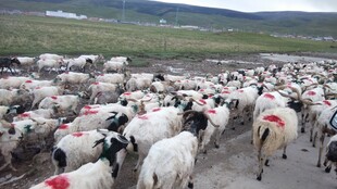 草原上的羊群大迁徙