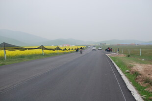 公路旁金黄灿烂的油菜花田