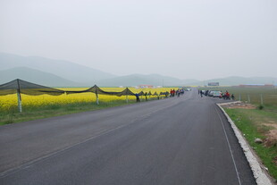 公路旁的灿烂油菜花海