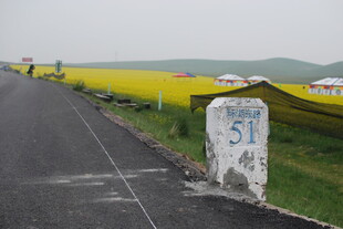 公路旁的黄色花海与路标