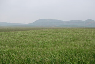 广袤绿野 远山朦胧