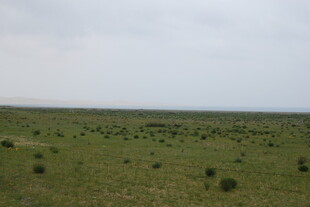 广袤草原绿意盎然