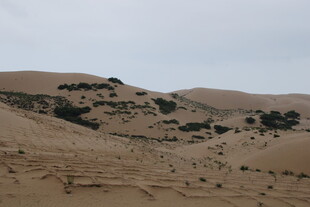 沙漠中的零星绿植景观