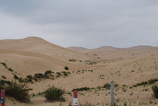 沙漠中的徒步者与绿植