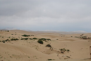 沙漠中的稀疏绿植景观