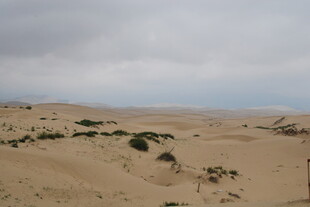 沙漠中的零星绿植景观