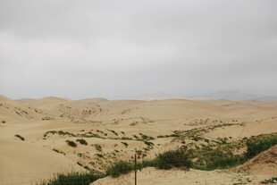 沙漠中的绿意景观