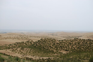 沙漠中的绿色植被景观