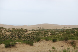 沙漠中的稀疏绿植景观