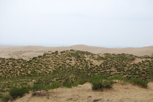 沙漠中的绿色植被景观