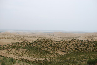 广袤沙漠中的稀疏植被