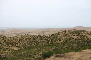 沙漠中的绿意景观