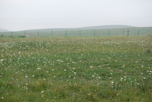 广袤草原上的点点白花