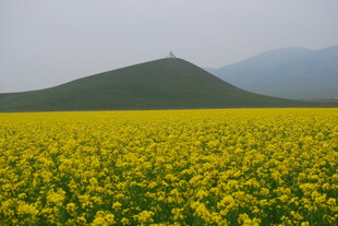 金黄油菜花海与远山