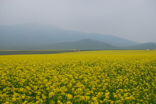 金黄油菜花海 雾中美景
