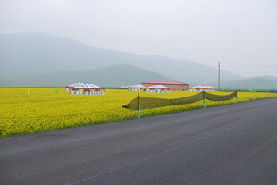 公路旁的金黄油菜花海