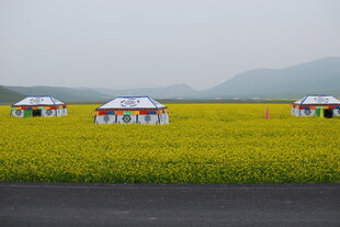 草原花海中的特色帐篷