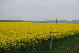 金黄油菜田 田园好风光