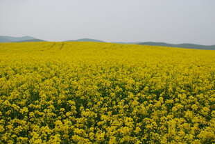 金黄油菜花田绽放美景