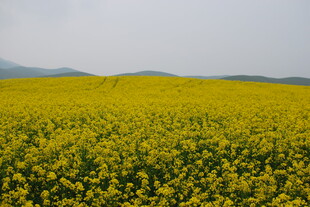 金黄油菜花田 春日美景