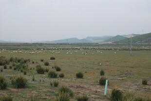 广袤草原上的零星植被