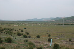 广袤草原上的稀疏植被