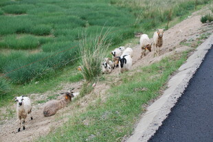 路边行走的一群羊