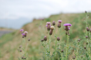 路边绽放的紫色小花