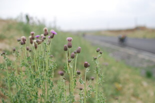 路边绽放的紫色野花