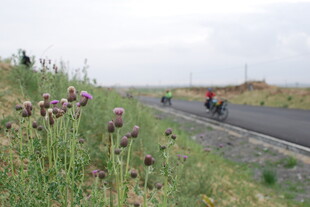 公路骑行 烂漫花草相伴