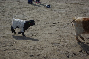 沙地上的两只可爱小羊