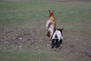 田野中奔跑的三只动物