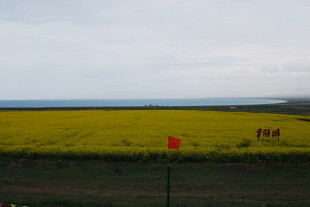 金黄油菜花田的美丽景致