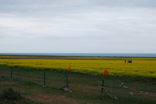 金黄油菜田与远方天际线