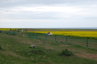 田野间的黄色花海与围栏