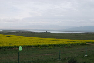 金黄花海与远方湖景