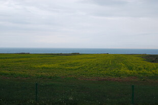 田野黄花与远处海洋景观