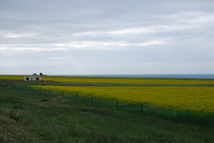 草原上的黄色花海与车辆