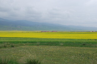 金黄油菜田的田园风光