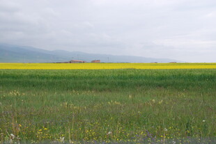 广袤田野间的黄绿风光