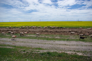 田野旁的古老石墙