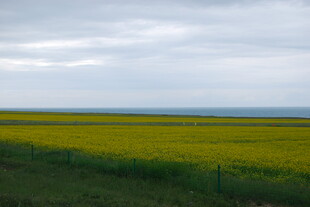 金黄油菜田 天际云相伴