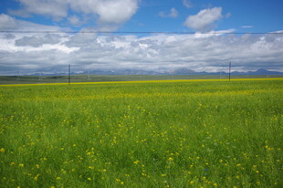 广袤绿野 蓝天白云相衬