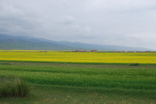 田野间的金黄油菜花美景
