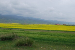 金黄油菜田与远山风景
