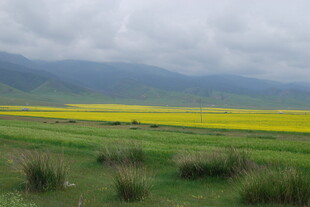 草原上的金黄油菜花田