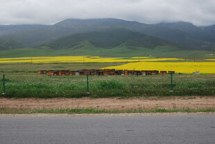 田野黄花与远山风景