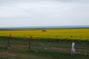 金黄油菜田中的田园风光